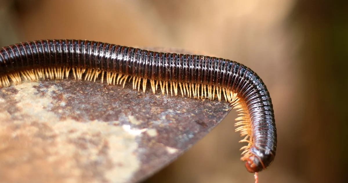 Millipede identification guide for Texas homeowners